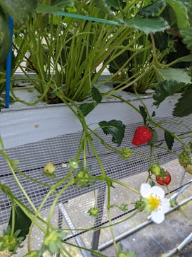 福田フルーツパークに投稿された画像（2021/5/16）