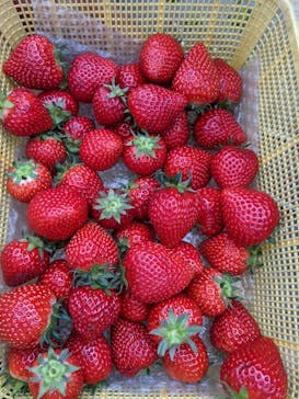 福田フルーツパークに投稿された画像（2021/5/16）