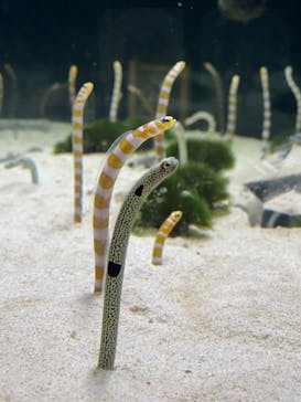 京都水族館に投稿された画像（2021/5/17）