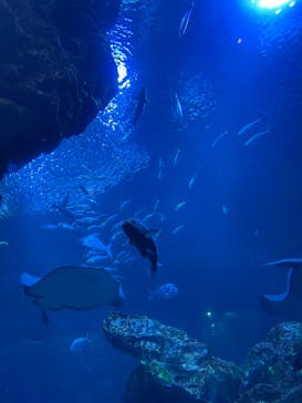 京都水族館に投稿された画像（2021/5/17）
