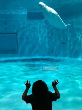 島根県立 しまね海洋館に投稿された画像（2021/5/17）