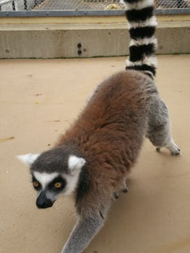 東武動物公園に投稿された画像（2021/5/17）