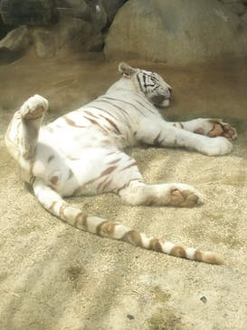 東武動物公園に投稿された画像（2021/5/17）