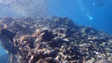 ダイビングショップ Sea Free（シーフリー）に投稿された画像（2021/5/17）