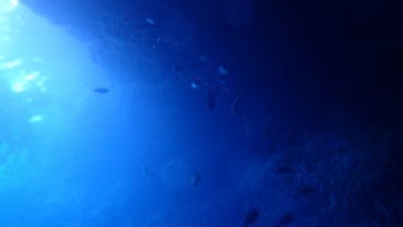 ダイビングショップ Sea Free（シーフリー）に投稿された画像（2021/5/17）