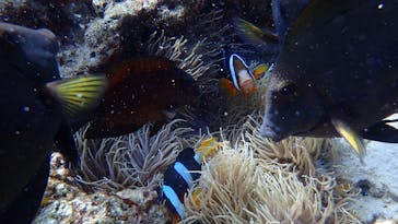 ダイビングショップ Sea Free（シーフリー）に投稿された画像（2021/5/17）