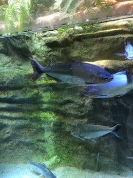 カワスイ 川崎⽔族館に投稿された画像（2021/5/18）