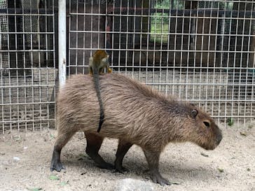 東武動物公園に投稿された画像（2021/5/18）