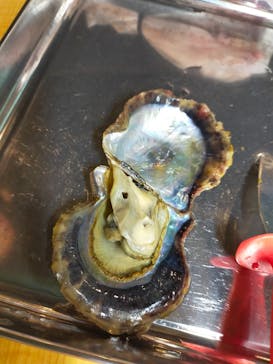 三重県真珠に投稿された画像（2021/5/19）