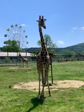 秋吉台自然動物公園 サファリランドに投稿された画像（2021/5/19）