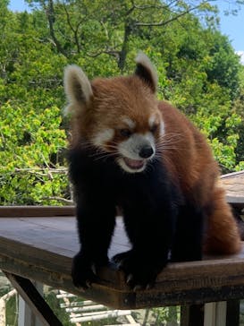 秋吉台自然動物公園 サファリランドに投稿された画像（2021/5/19）