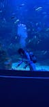 京都水族館に投稿された画像（2021/5/19）