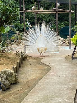 美らヤシパークオキナワ・東南植物楽園に投稿された画像（2021/5/20）