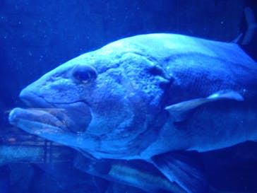 鳥羽水族館に投稿された画像（2021/5/20）