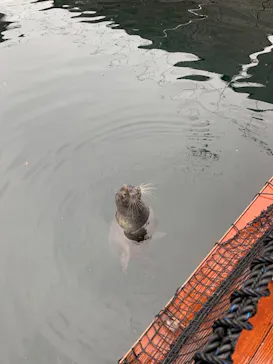 うみたま体験パーク 「つくみイルカ島」に投稿された画像（2021/5/21）