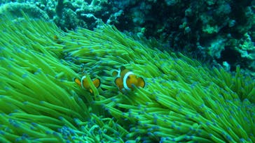 Sea World（シーワールド）に投稿された画像（2021/5/21）