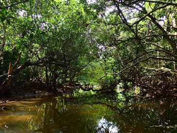 西表島 ADVENTURE PiPi（アドベンチャーピピ）に投稿された画像（2021/5/22）