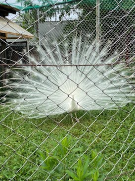 東武動物公園に投稿された画像（2021/5/22）