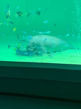 鳥羽水族館に投稿された画像（2021/5/22）