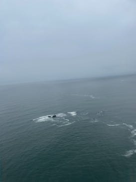 松島熱気球・パラグライダー体験に投稿された画像（2021/5/22）