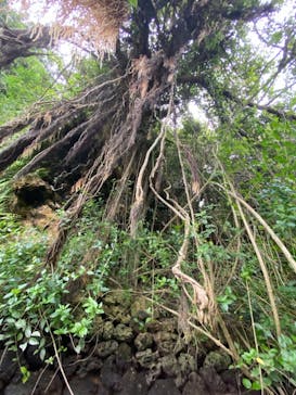 比謝川カヤックに投稿された画像（2021/5/22）