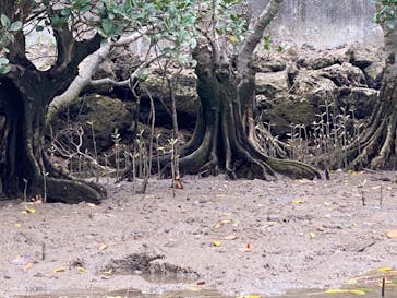 比謝川カヤックに投稿された画像（2021/5/22）