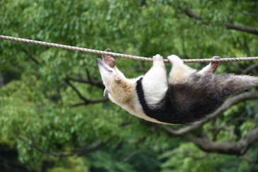 伊豆アニマルキングダムに投稿された画像（2021/5/22）