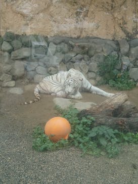 東武動物公園に投稿された画像（2021/5/22）