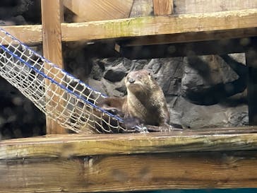 アクアワールド茨城県大洗水族館に投稿された画像（2021/5/22）