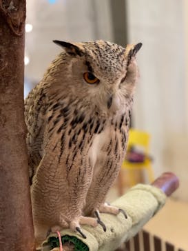 Moff animal cafe イオンモール幕張新都心店に投稿された画像（2021/5/22）