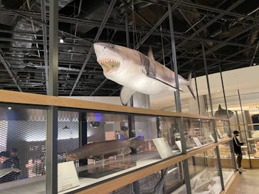 アクアワールド茨城県大洗水族館に投稿された画像（2021/5/22）