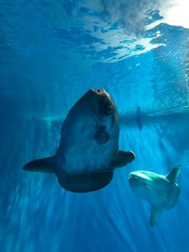 アクアワールド茨城県大洗水族館に投稿された画像（2021/5/22）