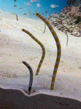 アクアワールド茨城県大洗水族館に投稿された画像（2021/5/22）