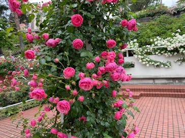 西武園ゆうえんちに投稿された画像（2021/5/22）