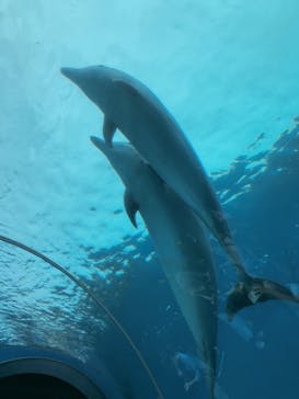 横浜・八景島シーパラダイスに投稿された画像（2021/5/23）