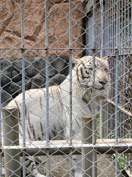 東武動物公園に投稿された画像（2021/5/23）