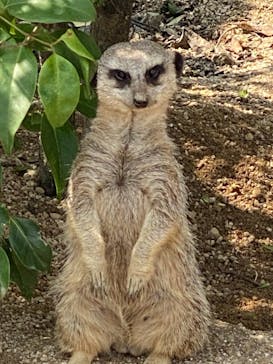 東武動物公園に投稿された画像（2021/5/23）