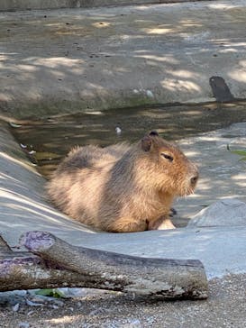 東武動物公園に投稿された画像（2021/5/23）