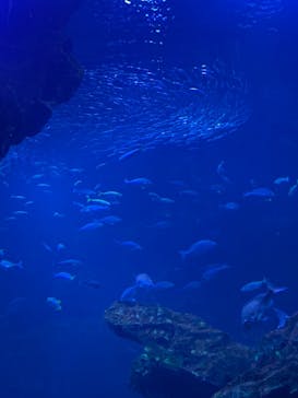 京都水族館に投稿された画像（2021/5/23）