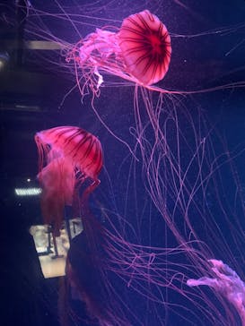 京都水族館に投稿された画像（2021/5/23）