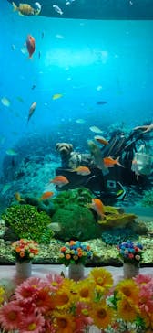 京急油壺マリンパークに投稿された画像（2021/5/23）