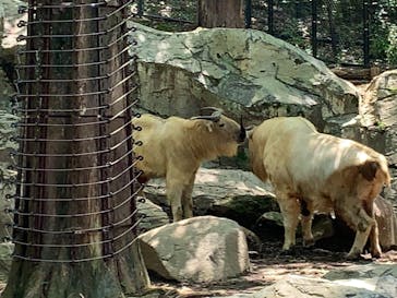 よこはま動物園ズーラシアに投稿された画像（2021/5/23）