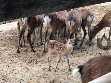 群馬サファリパークに投稿された画像（2021/5/23）