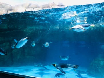 横浜・八景島シーパラダイスに投稿された画像（2021/5/23）