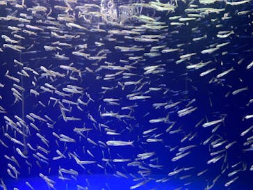 新江ノ島水族館に投稿された画像（2021/5/23）