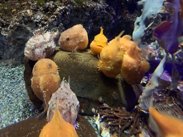 新江ノ島水族館に投稿された画像（2021/5/23）