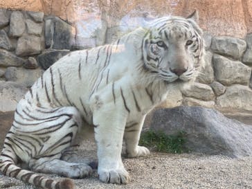 東武動物公園に投稿された画像（2021/5/23）