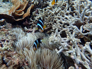 マリンヴィレッジ奄美に投稿された画像（2021/5/23）