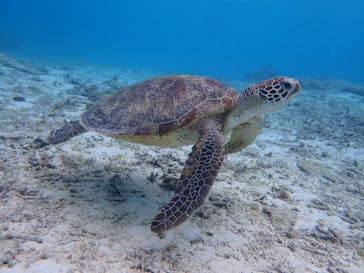 マリンヴィレッジ奄美に投稿された画像（2021/5/23）