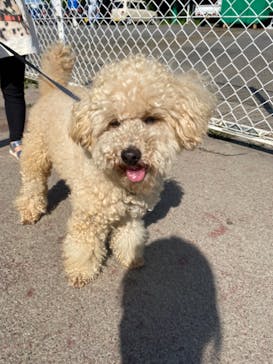 IPCわんわん動物園に投稿された画像（2021/5/23）